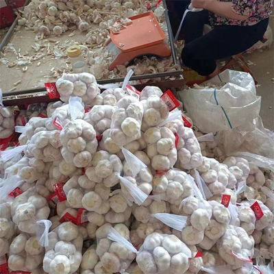 Fresh Chinese 4P Pure White Garlic Cheap Price Fresh Vegetables for Wholesale