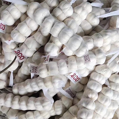 Fresh Chinese 4P Pure White Garlic Cheap Price Fresh Vegetables for Wholesale