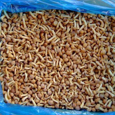 Frutta surgelata Funghi surgelati IQF Nameko