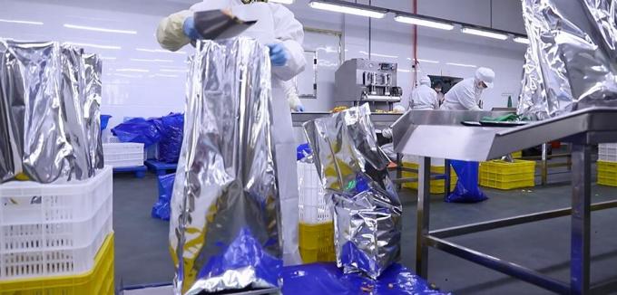 Lamponi surgelati sfusi di alta qualit&agrave; Imballaggio sfuso di lamponi surgelati Frutta 11