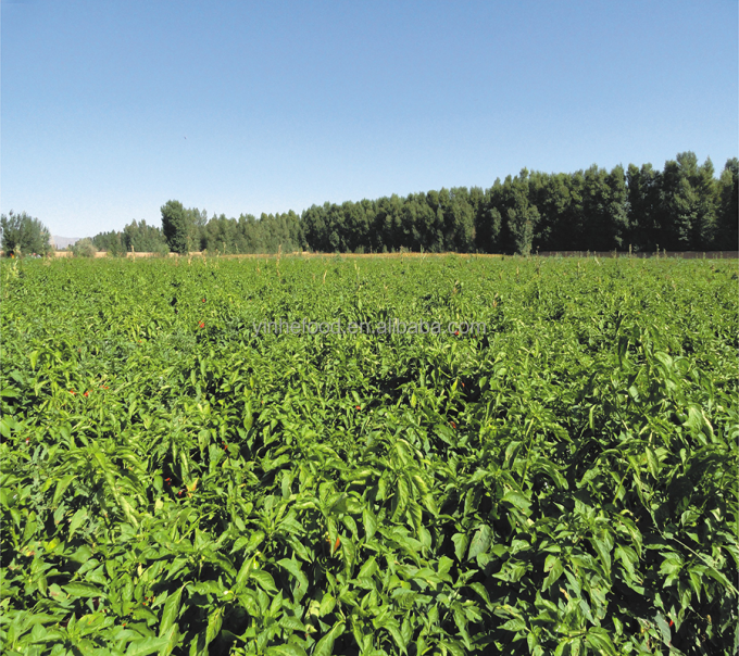 Sinocharm Prodotto 4 Stelle BRC-A Pesca Gialla Fresca 10x10mm Cubetti di Frutta Surgelata IQF Cubetti di Pesca Gialla 4