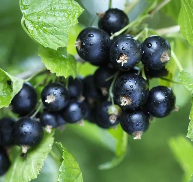 Deliziosa frutta surgelata al 100%, carote nera per la tua identità. 0