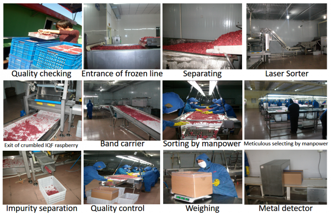 Prezzo di fabbrica del produttore IQF Cibo fresco di alta qualit&agrave; Lampone surgelato Serbia per l'esportazione 3