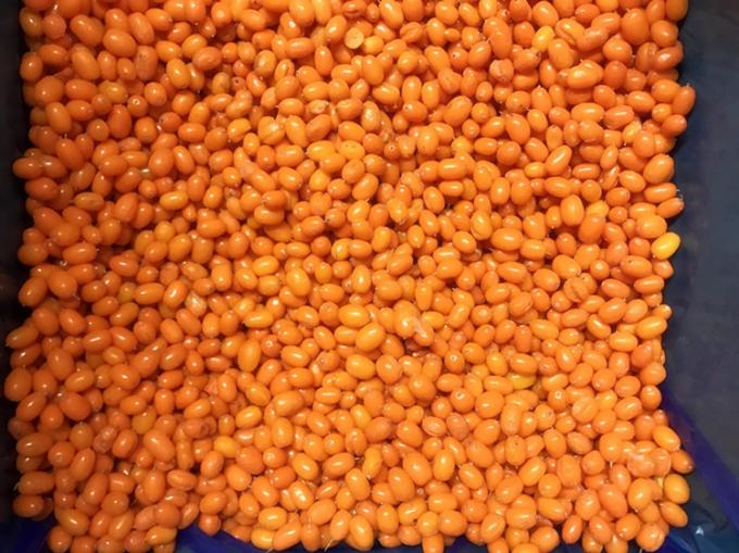 Origine Cina IQF Fresco Frozen Wild Sea Buckthorn First Class Sea-buckthorn Lingonberry Framboccia, mirtillo Frutti di bosco misti 3