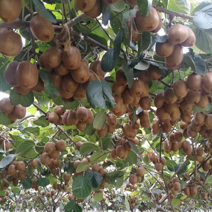 Kiwi Frutta Congelata Frutta Congelata Sfera di Kiwi Qualit&agrave; Naturale 2