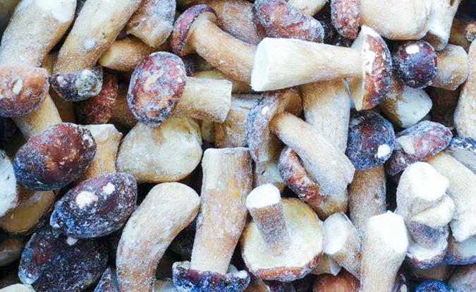 Funghi Surgelati IQF BOLETUS EDULIS Grado A 24 Mesi di Conservazione ISO HACCP BRC KOSHER HALAL Certificato 10 tonnellate MOQ 2