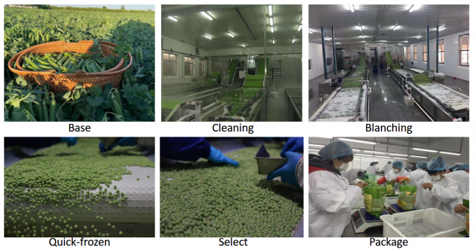 Fornitore all'ingrosso al dettaglio di piselli verdi surgelati IQF 10kg confezionati in sacchi da 400gm 3