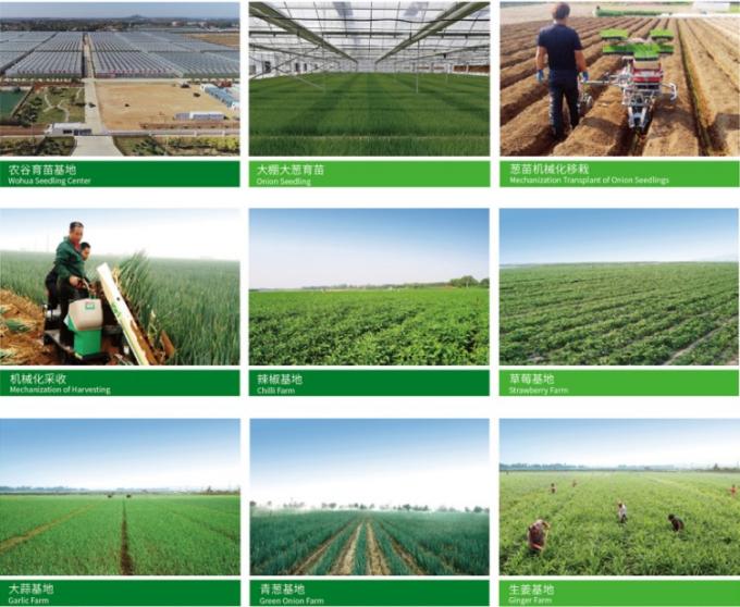 Aglio Bianco Cinese Fresco 4P Prezzo Economico Verdure Fresche all'Ingrosso 0